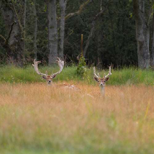 Deers in the grass