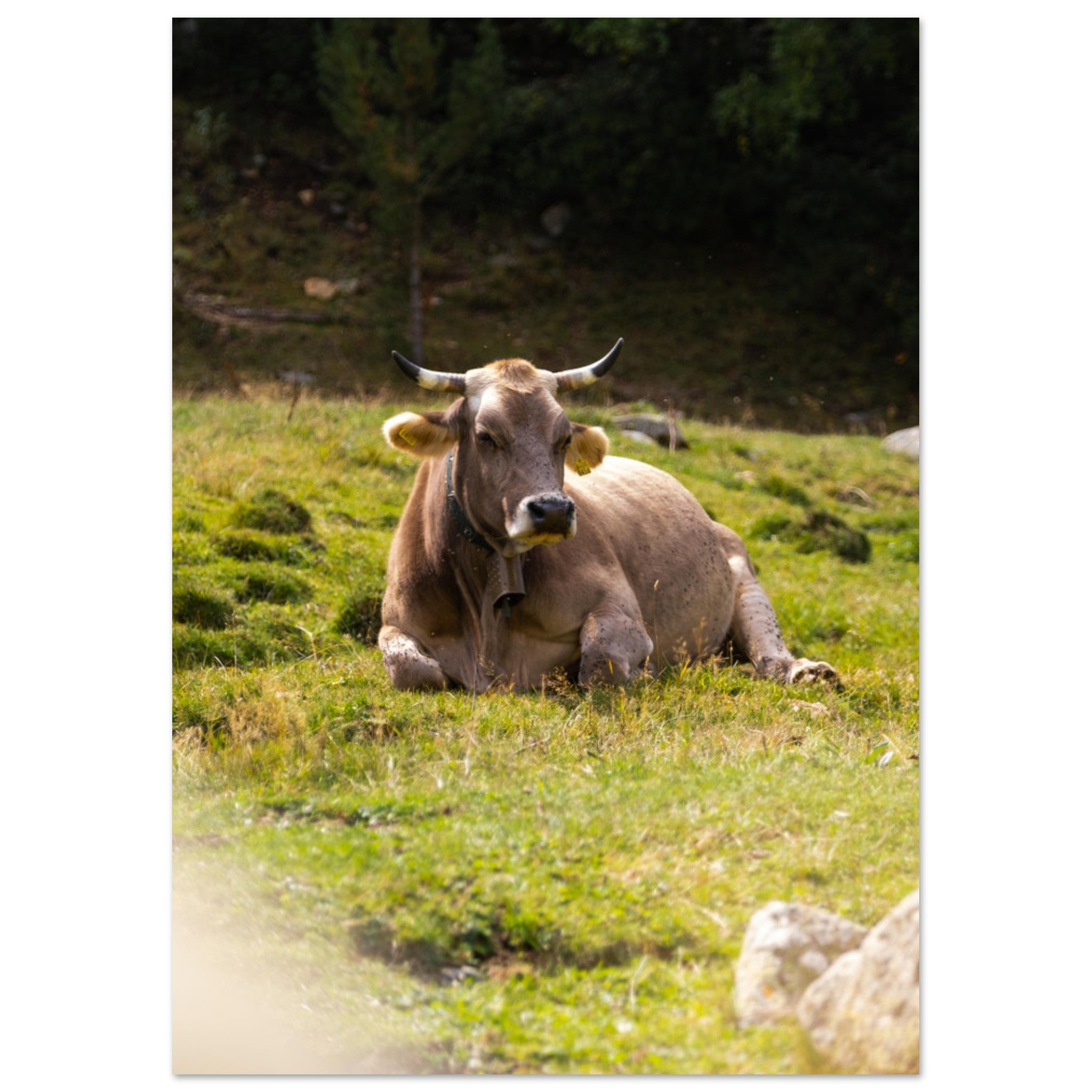 21fae665-7eca-49a3-873e-9001d45ced5f