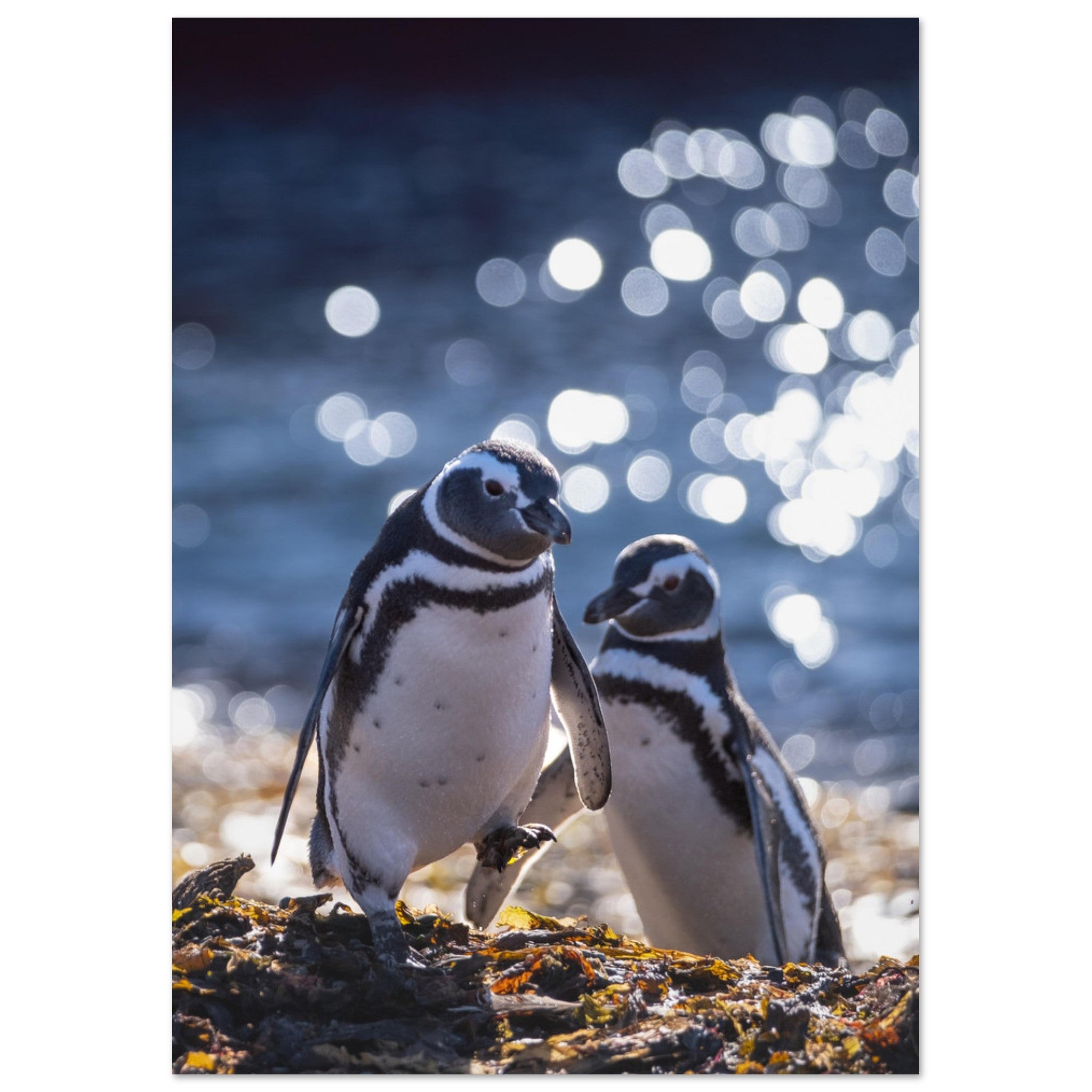 fdd02888-3ecf-4a56-bedd-10198dfdeb9c