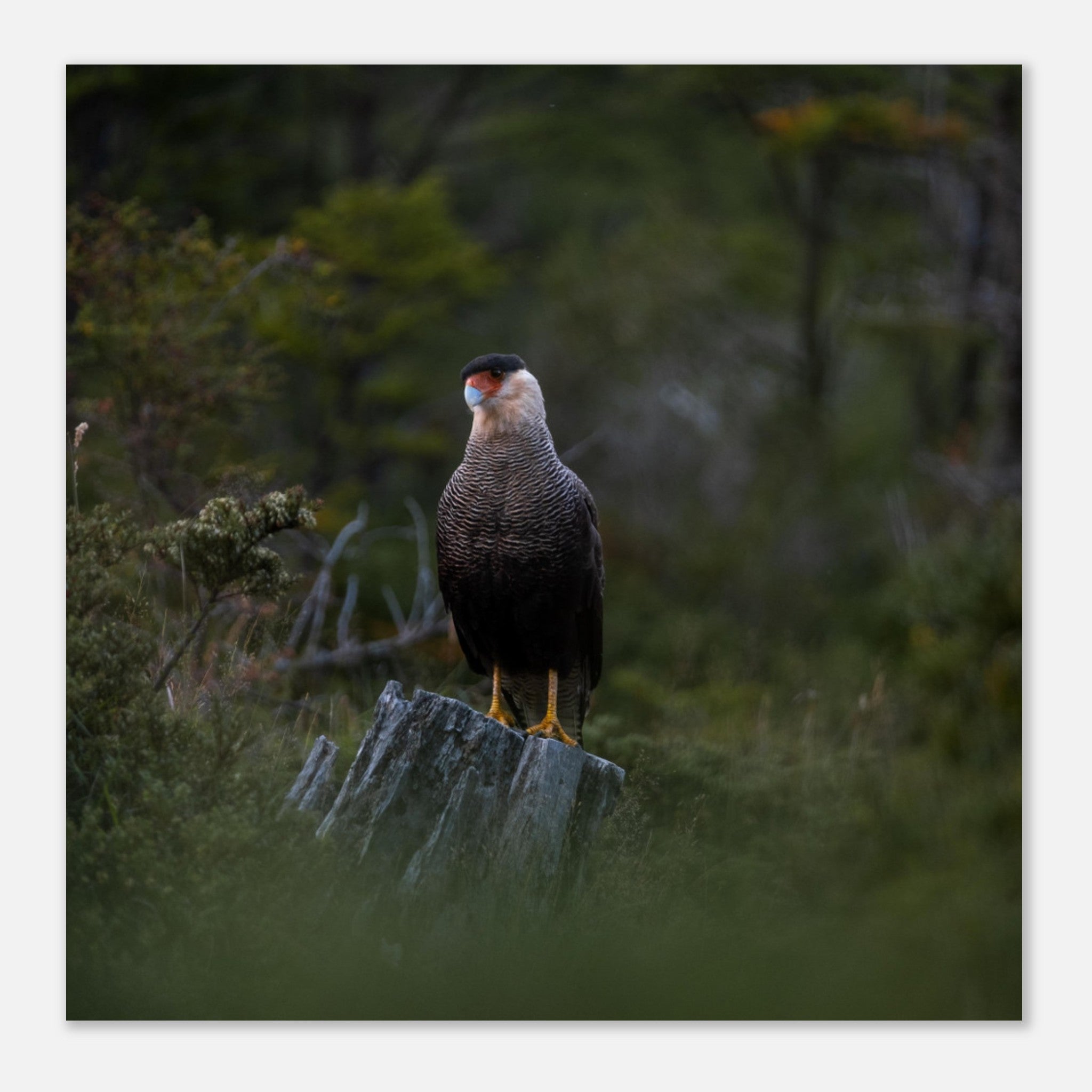 74f01f74-29a7-4fcd-b22d-d4c9a94dc607