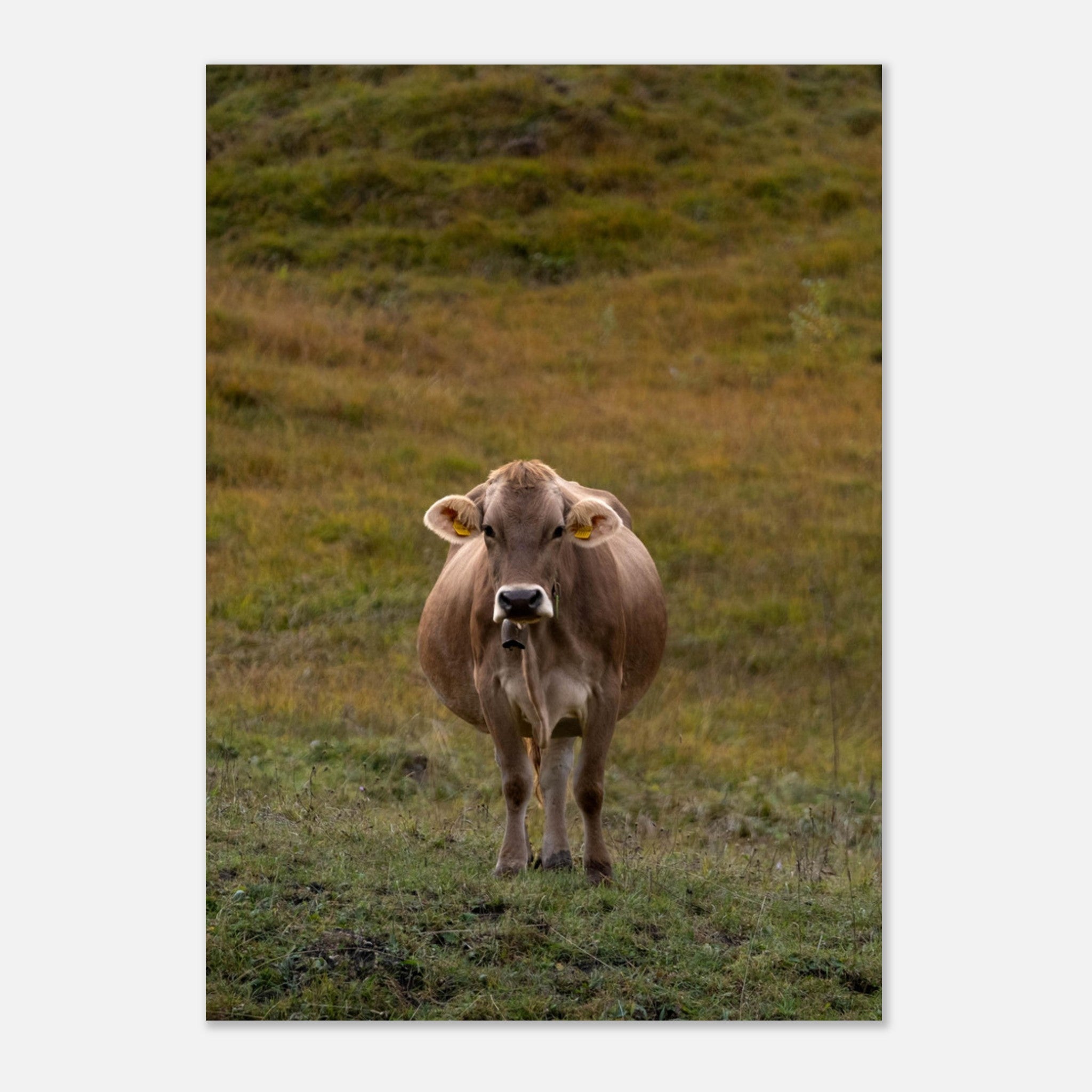 8694f4f2-a4b2-4c98-9187-4f6bcf5e7e5a