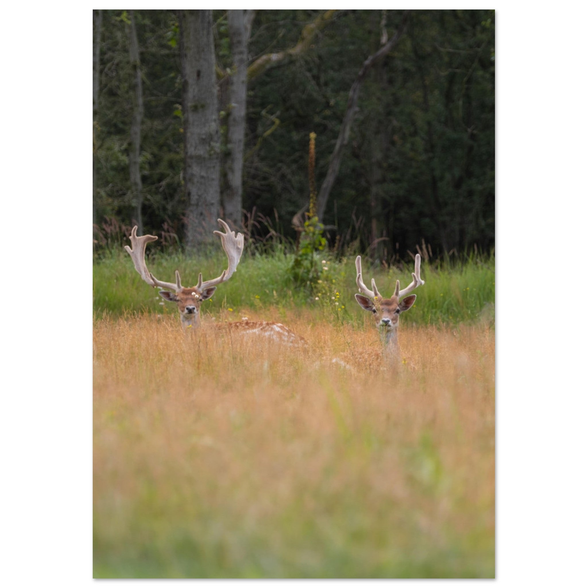 9557b572-8853-4054-8ac2-6c6d76c997ab