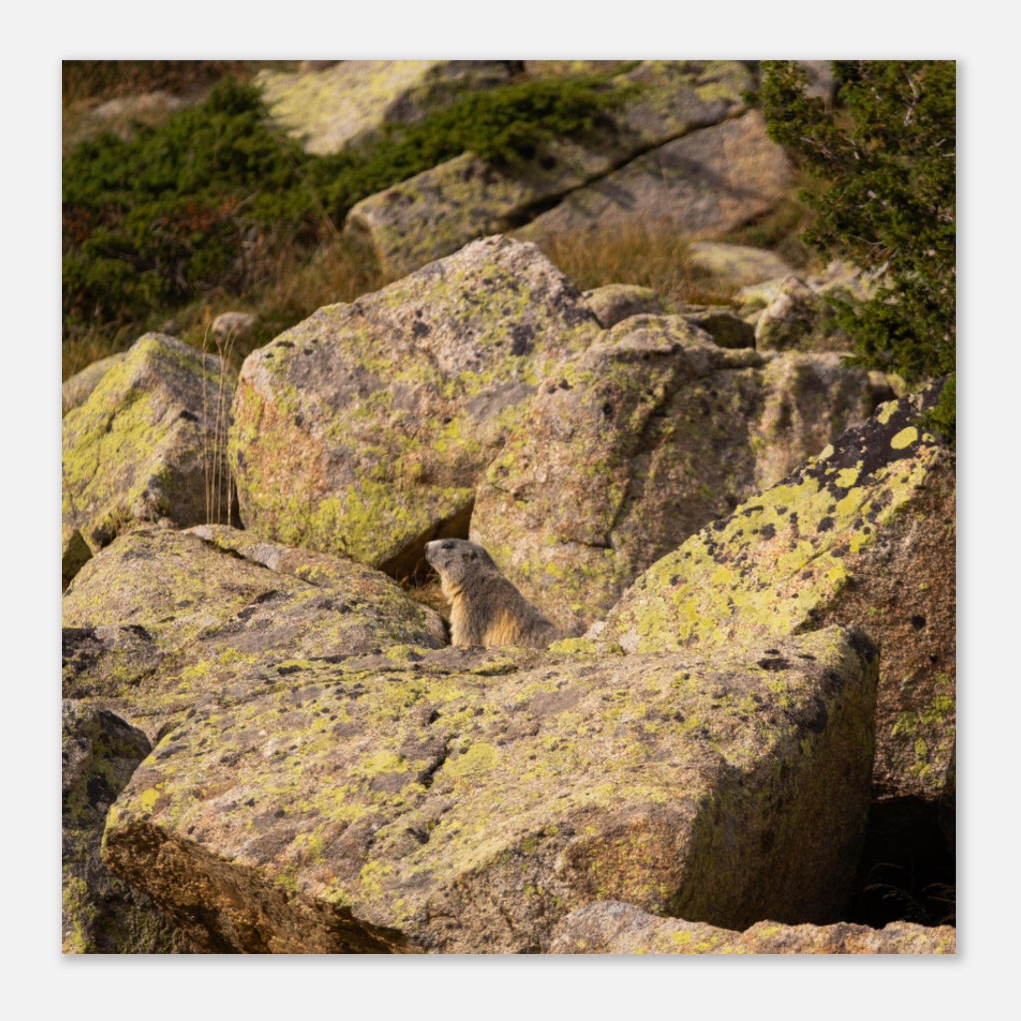 a8fece1b-e00e-4915-aa6f-c68d342dbda0