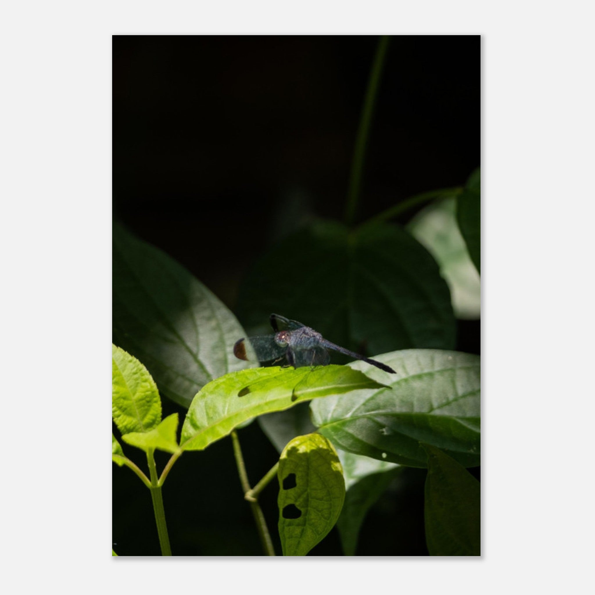 e43322ab-3115-4e8e-a7ae-2af3cd3095ec