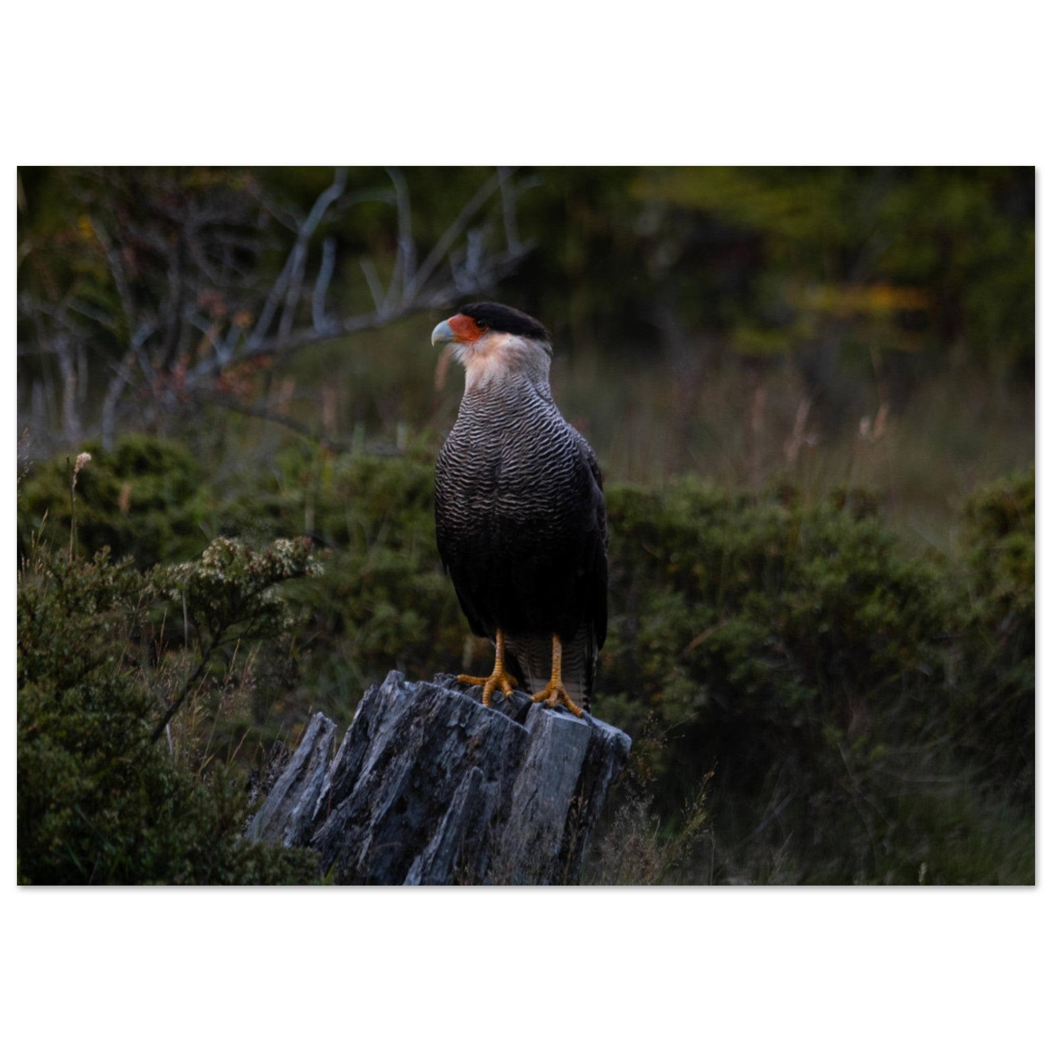 b7ad69b1-de13-4ed8-b7b7-0c45797c357e