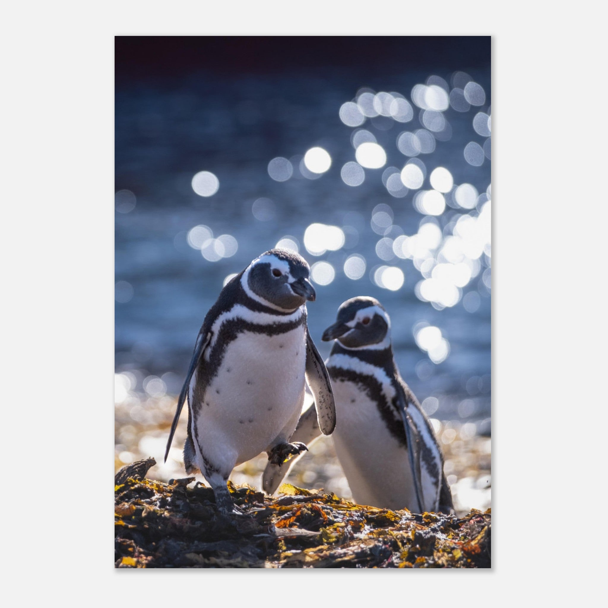 fdd02888-3ecf-4a56-bedd-10198dfdeb9c